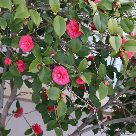 Lovely Studio With Beautiful Garden Kavala Exterior foto
